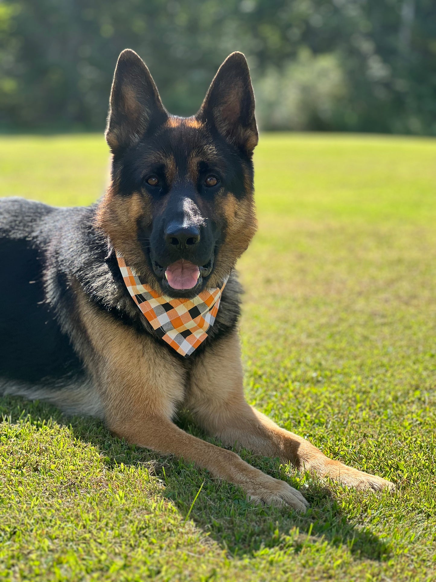 Halloween Plaid Dog Bandana